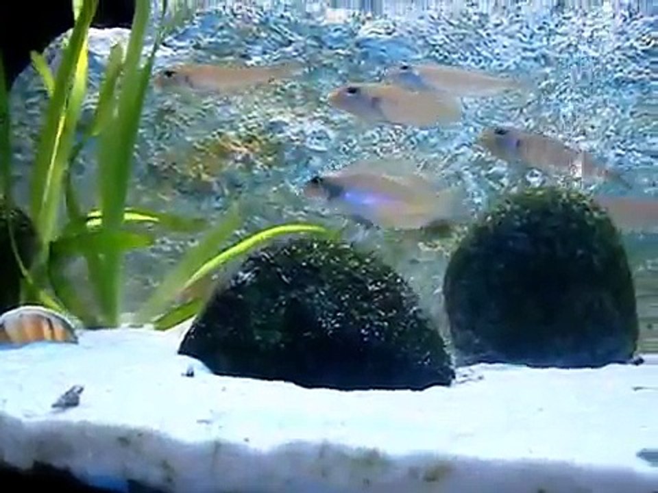 Lamprologus ocellatus Gold