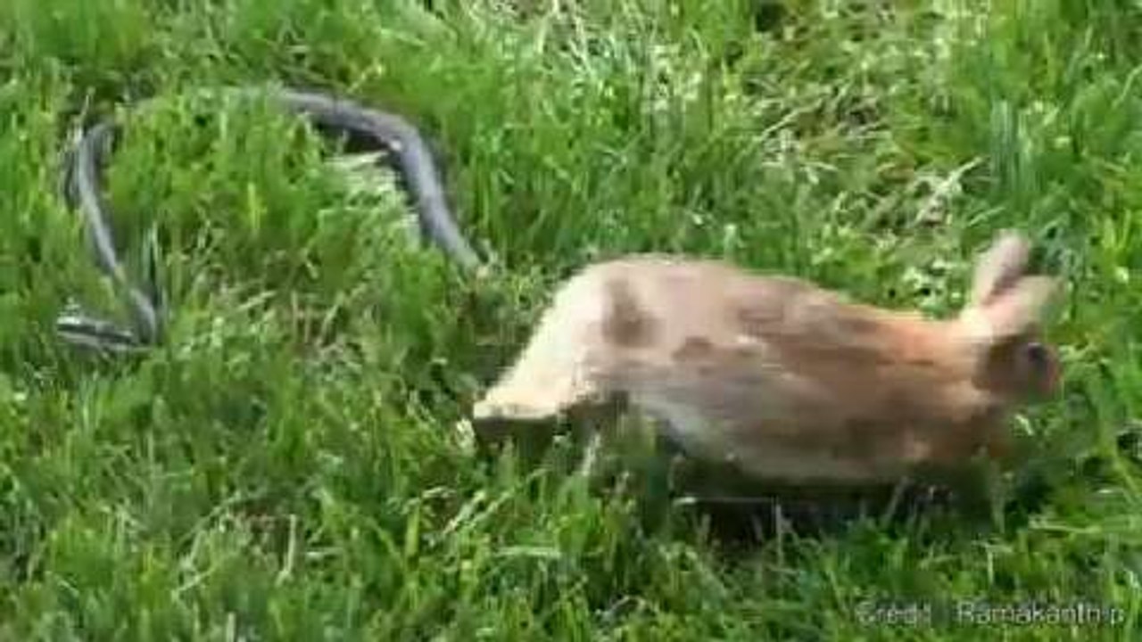Quand une lapine s'en prend à un serpent qui a attaqué ses petits