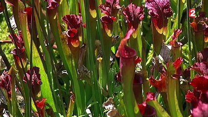 Une plante carnivore pour se débarrasser des frelons asiatiques ?