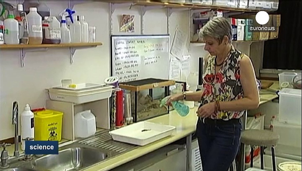 Tiny gecko could hold secret to new water repellent materials