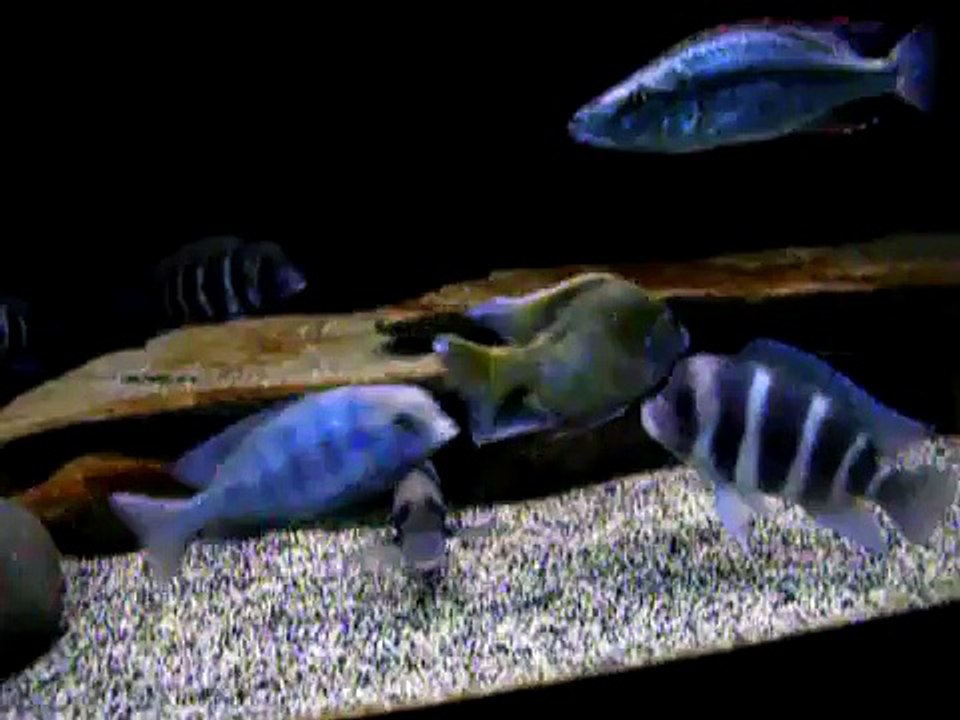 African cichlids (mixed tank)