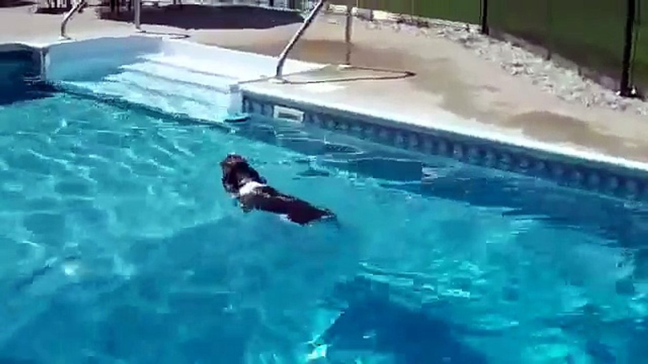 Shadow the Amazing Springer Spaniel