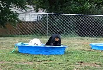 Rottweiler & Bulldog Attack