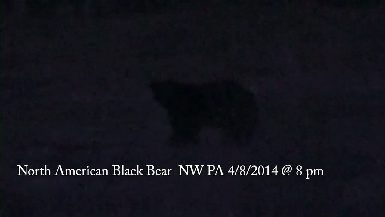 Black Bear Strolling Along in My Backyard...
