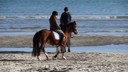Handicap Reiten - Chakira zum ersten mal am Meer
