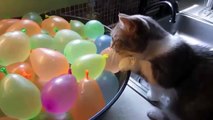 Funny Cats Eating - Cat videos Compilation - Funny cat videos 2015