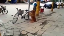 mira como el Perro cuida la bicicleta de su amo..