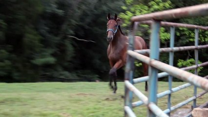 WILD Horse Running IN field