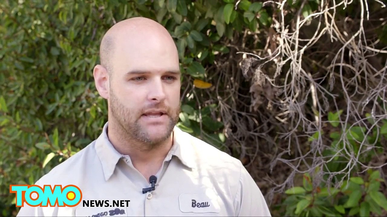 Bird Dog! Watch this cute two-day old Dalmatian pelican chick bark like a dog