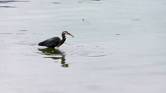 Great Blue Heron Fishing Bird