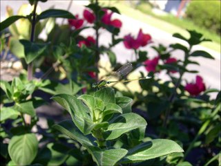 Insects of South Africa 2