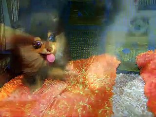 black and tan pomeranian "saucy"