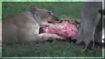 Naturaleza Salvaje - Lucha Animal : Leones vs Hienas / Wild Nature - Animal Fight : Lions vs Hyenas