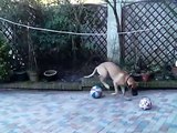 Great Danes playing with ball