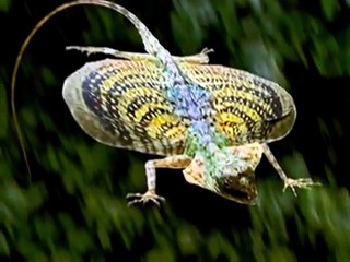 Flying Dragon Lizard