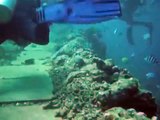 Fiji Underwater Shark Feeding