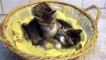 Kleine Katzen Als Videoclip von und mit Dieter Wolf