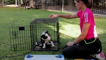 Tasks for Border Collies : Dog Training Musts
