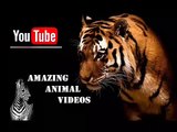 Animal Planet  Discovery Channel  Wild Life Documentary 2015  National Geographic Wildlife #16
