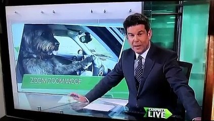 Dog Driving Car  ! World First. Dec 2012 ( SPCA rescue dogs)