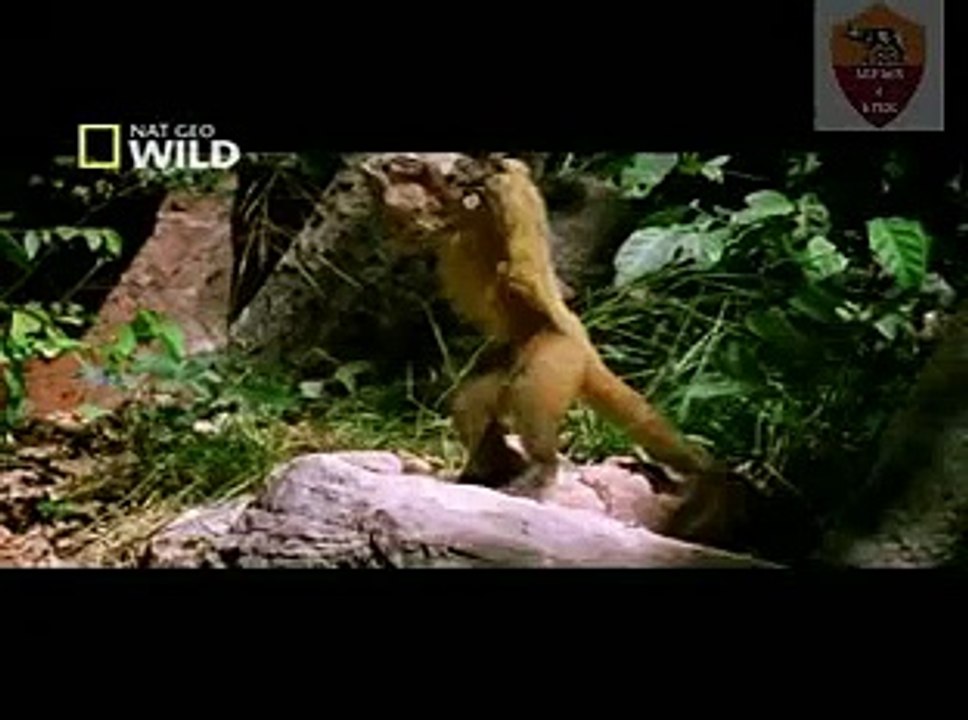 Nat Geo Wild