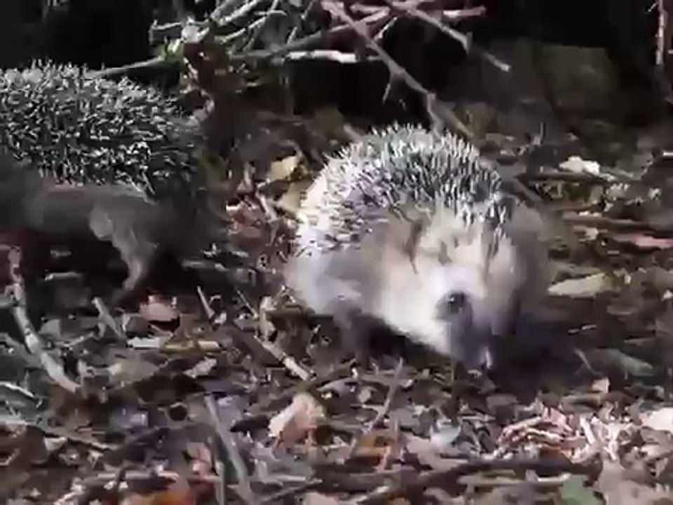 Two little hedgehogs