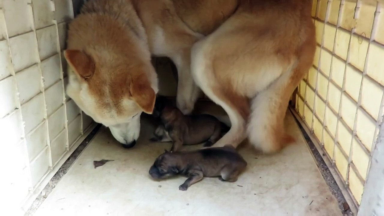 生後二日目の子犬