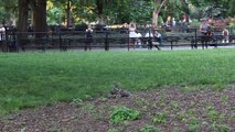Red tailed hawk fledgling playing in Tompkins Square Park