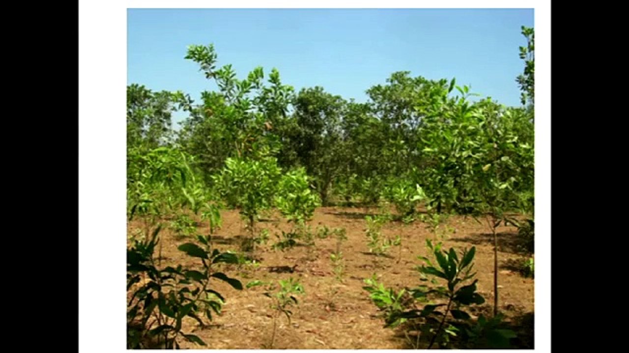 Bamboo, Pyrolysis, Bio-Char & Mycorrhizal Fungi: Nature's Machine to Draw Carbon Down Exponentially