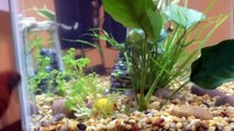 10 Gallon Community Tank - Half Moon Betta, African Dwarf Frogs, Ghost Shrimp, & Snail