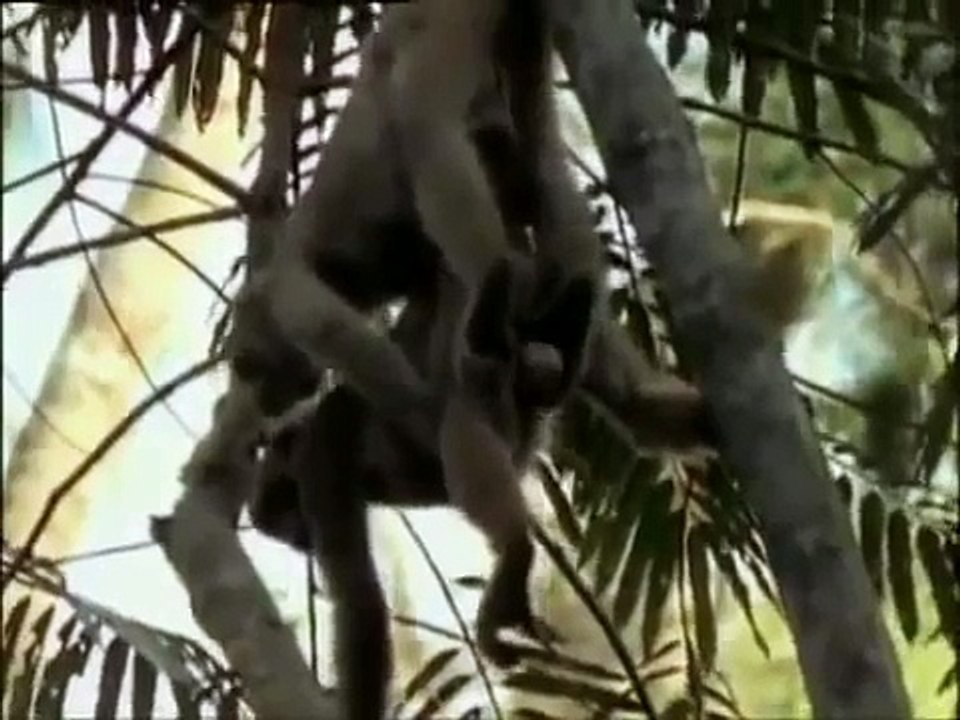 дикиЙ секс у сумасшедших животных, прикольная озвучка