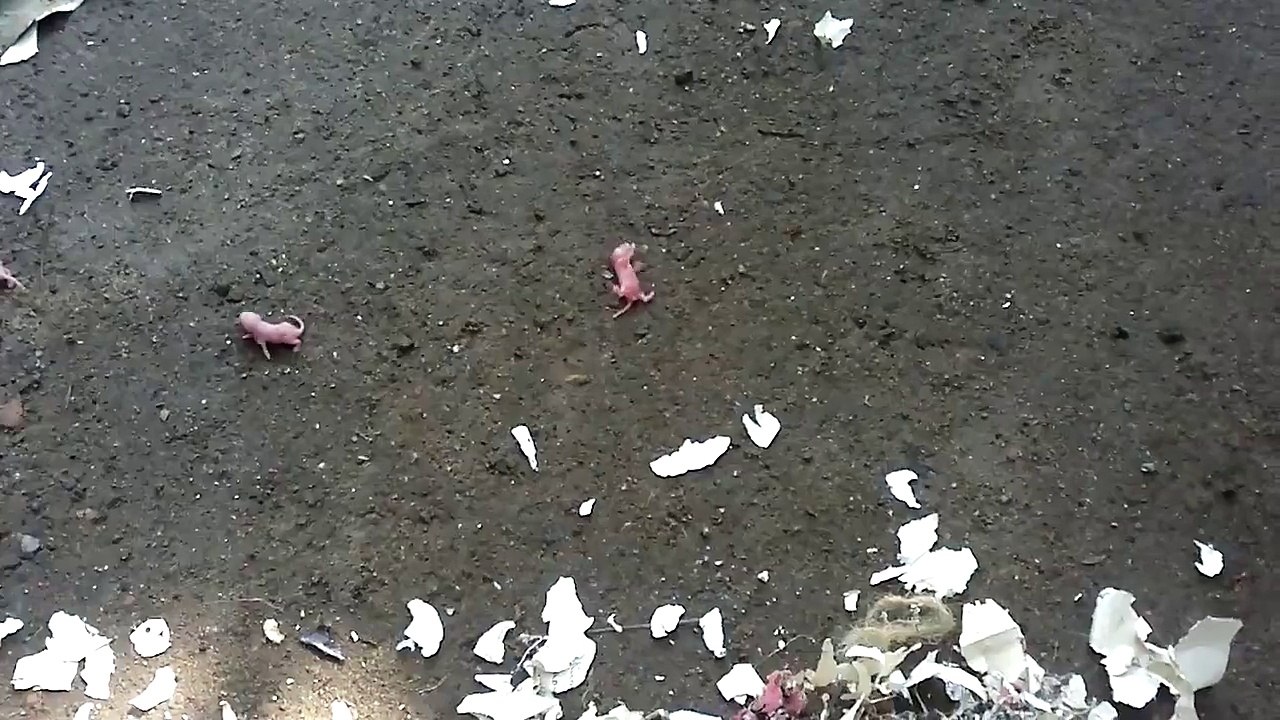 pet rat giving birth