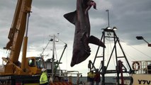 Pescadores australianos pegam 2º maior peixe do mundo