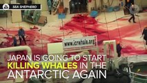 Japan Set To Resume Large-Scale Whale Hunting In The Antarctic