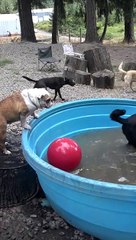 Harry takes the plunge