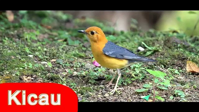 Suara Anis Merah Mp3 Masteran Burung Anis Merah Anis Merah