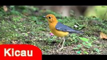 Suara Anis Merah MP3 | Masteran Burung Anis Merah | Anis Merah Gacor Ngeplong
