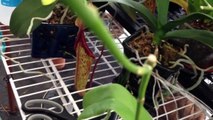 Orchid Care: How to cut off the old Phalaenopsis Orchid bloom spike and care tips for re-bloom it