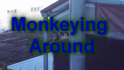 Monkey, Cat, and a Restaurant, Ao nang, Thailand