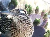 Hand Feeding a Roadrunner...newly hatched chicks to see, too!!!