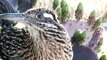 Hand Feeding a Roadrunner...newly hatched chicks to see, too!!!