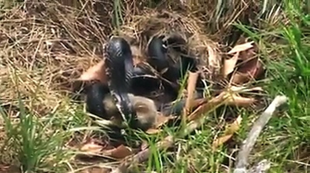 Snake Vs Rat fighting
