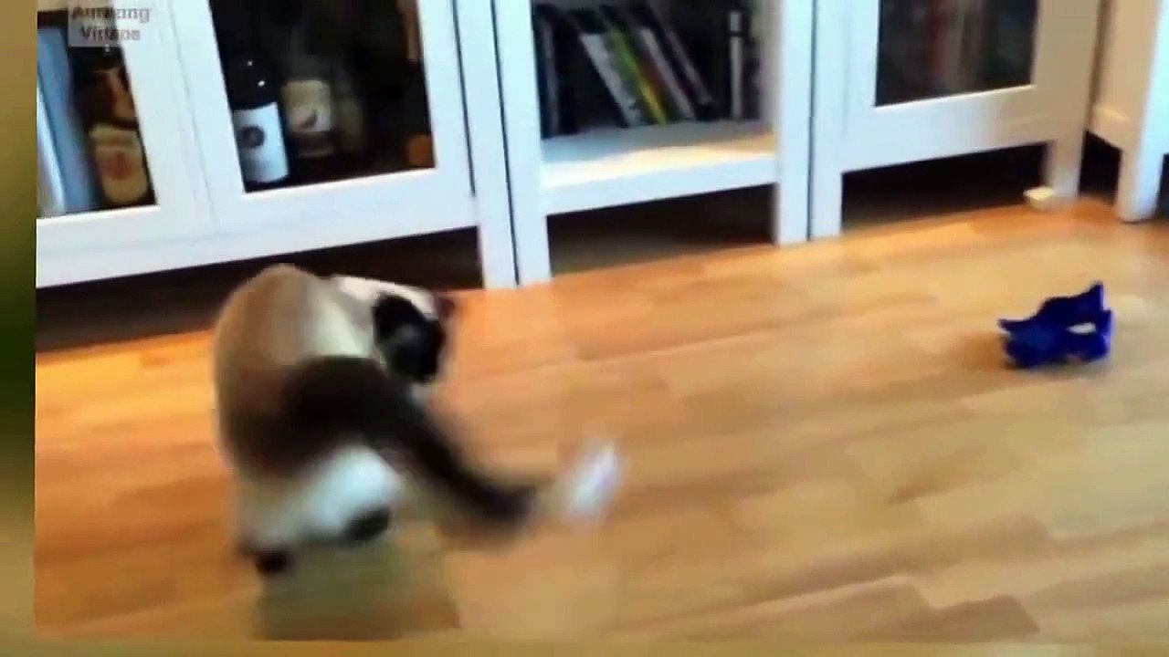 Funny Videos   Funny Cat Funny Dog   Funny Cats Videos   Funny Dogs Videos   Funny Cats and Dogs