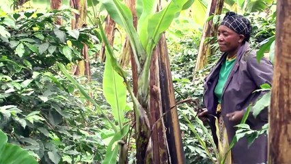 Introducing the concept of health insurance to coffee farmers in Tanzania
