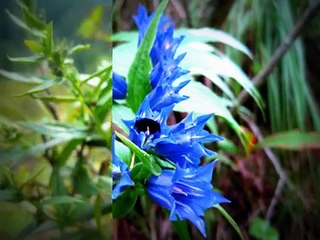 Dalai Lamas lebensspendendes Heilmantra: Sri Maha Mrityunjaya - Fotografie:  Mony Hemetsberger