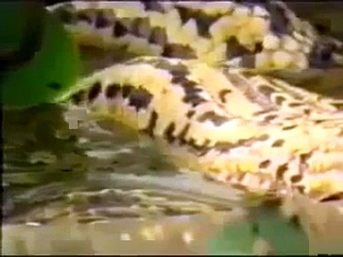 Natural Wild Life Yellow Anaconda Devours Woodstork