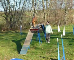 Arys agility trénink