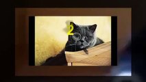 Funny Videos Funny Cat Videos Funny Animals Compilation 2015 Funny Vines Funny Pictures HD