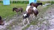 Nyfødt islandsføll forsvares av mora - Icelandic horses in a fight after foaling