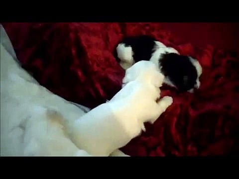 cute puppies , shih tzu puppies 3 weeks old , cutest puppies ever :))